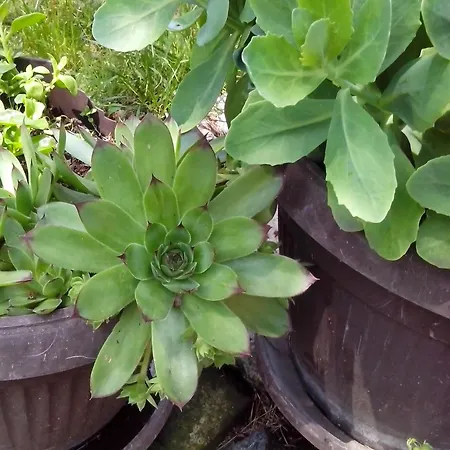 Holiday home Sumska Kuca Nada