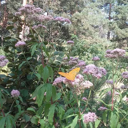 Holiday home Sumska Kuca Nada Divcibare